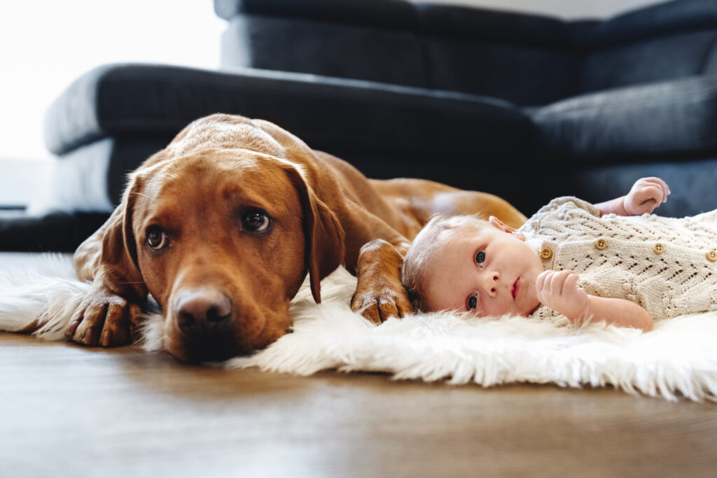 Brauner Hund liegt neben einem Baby auf einem Fell. Sulz am Neckar.